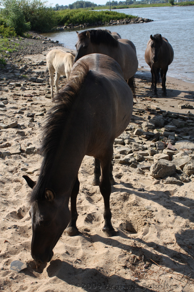 IJssel_077.jpg