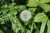 IJssel_008