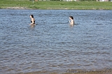 IJssel_037