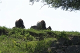 IJssel_039