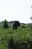 IJssel_040