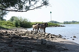 IJssel_045