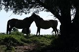 IJssel_049