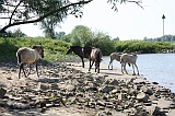 IJssel_050