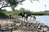 IJssel_051