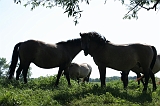 IJssel_052