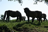 IJssel_053
