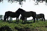 IJssel_054