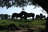 IJssel_055