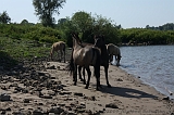 IJssel_057