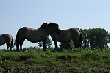IJssel_058
