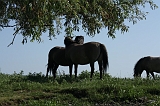 IJssel_059