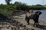 IJssel_060