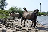 IJssel_061