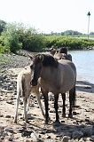 IJssel_066