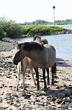 IJssel_068