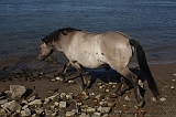 IJssel_070