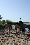 IJssel_072
