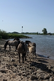 IJssel_073
