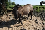 IJssel_076