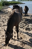 IJssel_077
