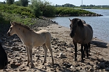 IJssel_078