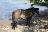 IJssel_079