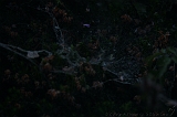 Spinnenwebben_002