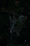 Spinnenwebben_003