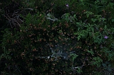Spinnenwebben_004