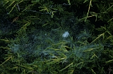 Spinnenwebben_006