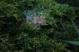 Spinnenwebben_007