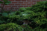 Spinnenwebben_008