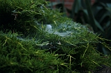 Spinnenwebben_010