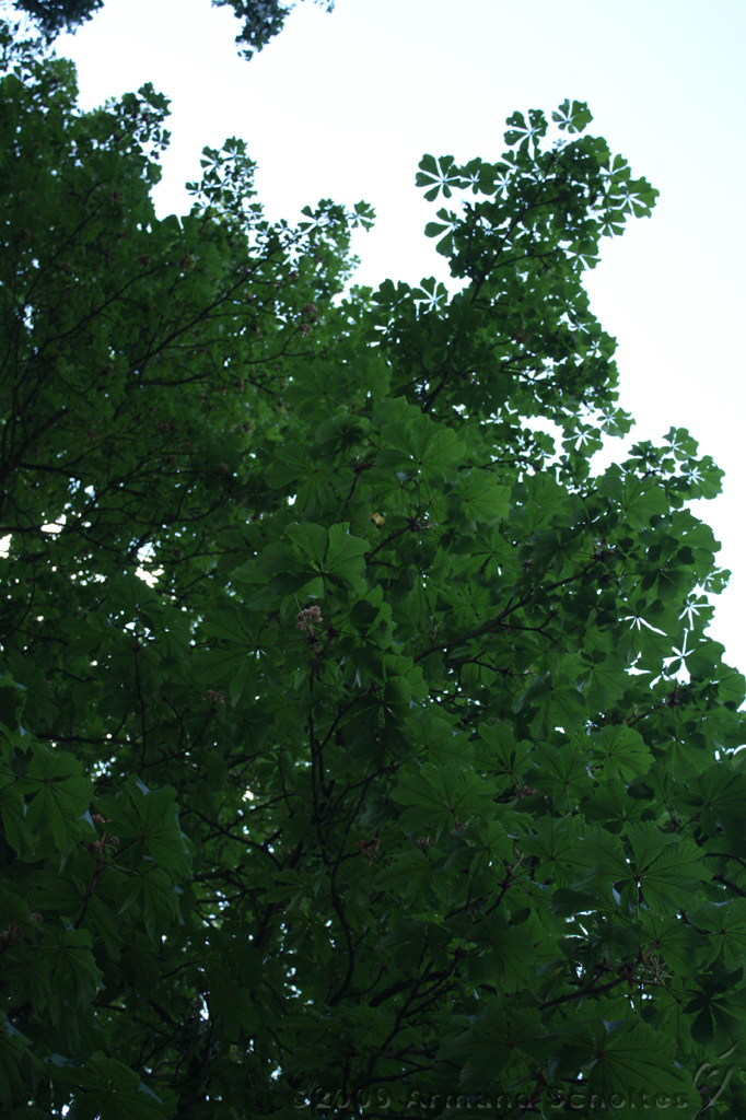 Dag_van_het_park_002.jpg