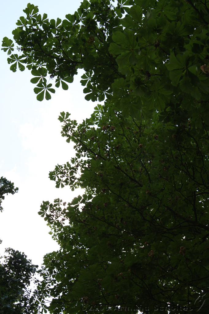 Dag_van_het_park_003.jpg