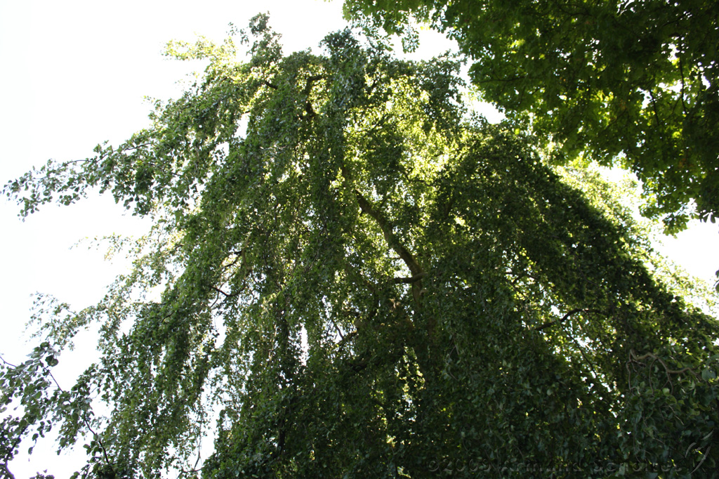 Dag_van_het_park_004.jpg