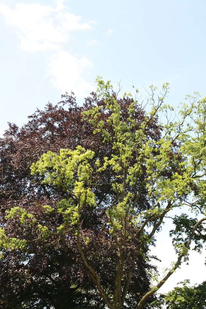 Dag_van_het_park_010.jpg