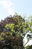 Dag_van_het_park_010