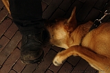 Jack_027