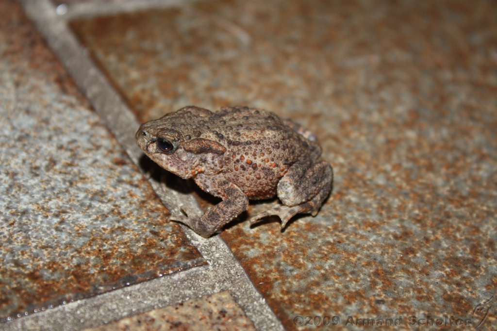 Rups_Kikker_007.jpg