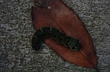 Rups_Kikker_001