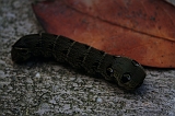 Rups_Kikker_002