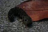 Rups_Kikker_003