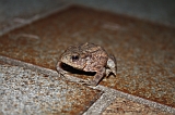 Rups_Kikker_005