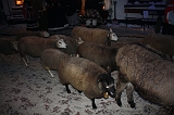 charles_dickens_2009_011