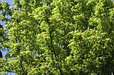 2009-04-18_Heks_003