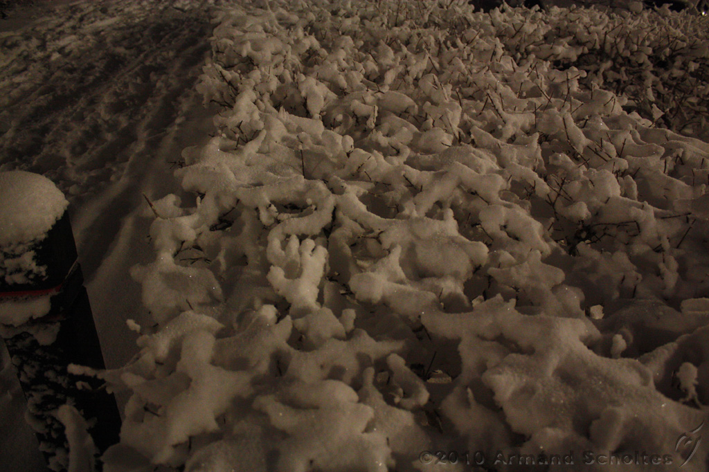 SneeuwBomen_003.jpg
