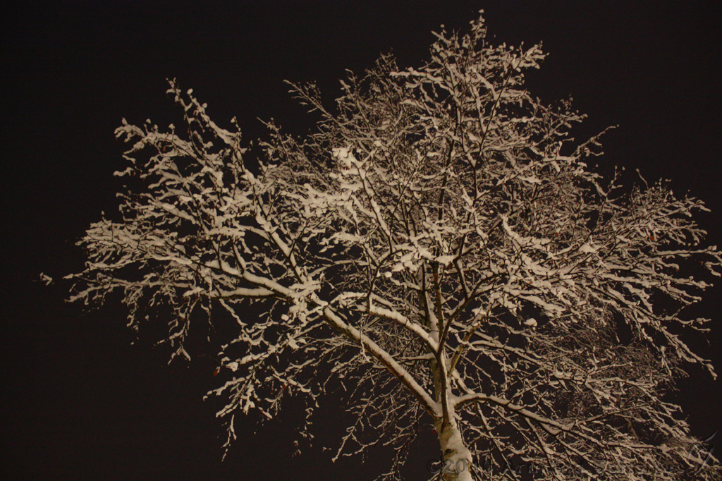 SneeuwBomen_005.jpg