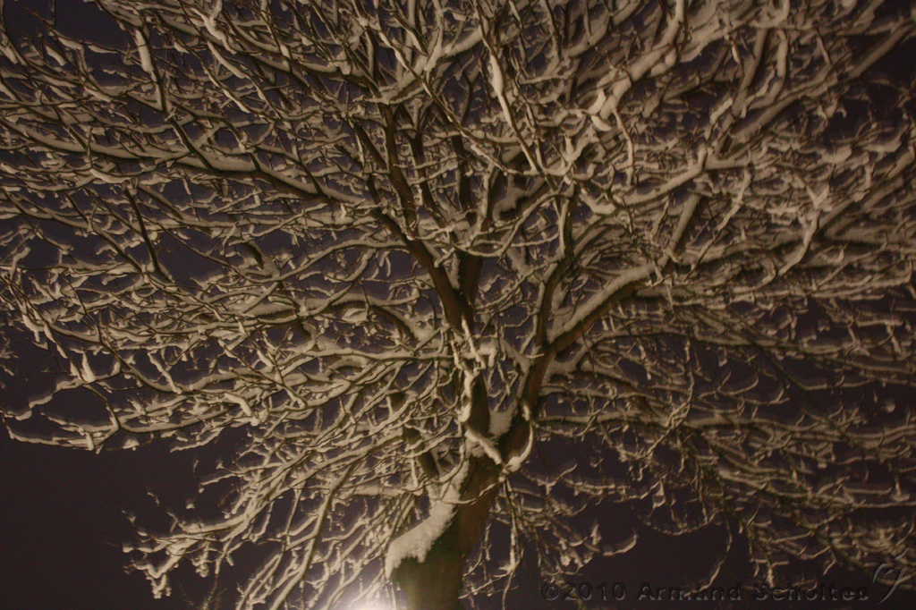 SneeuwBomen_007.jpg